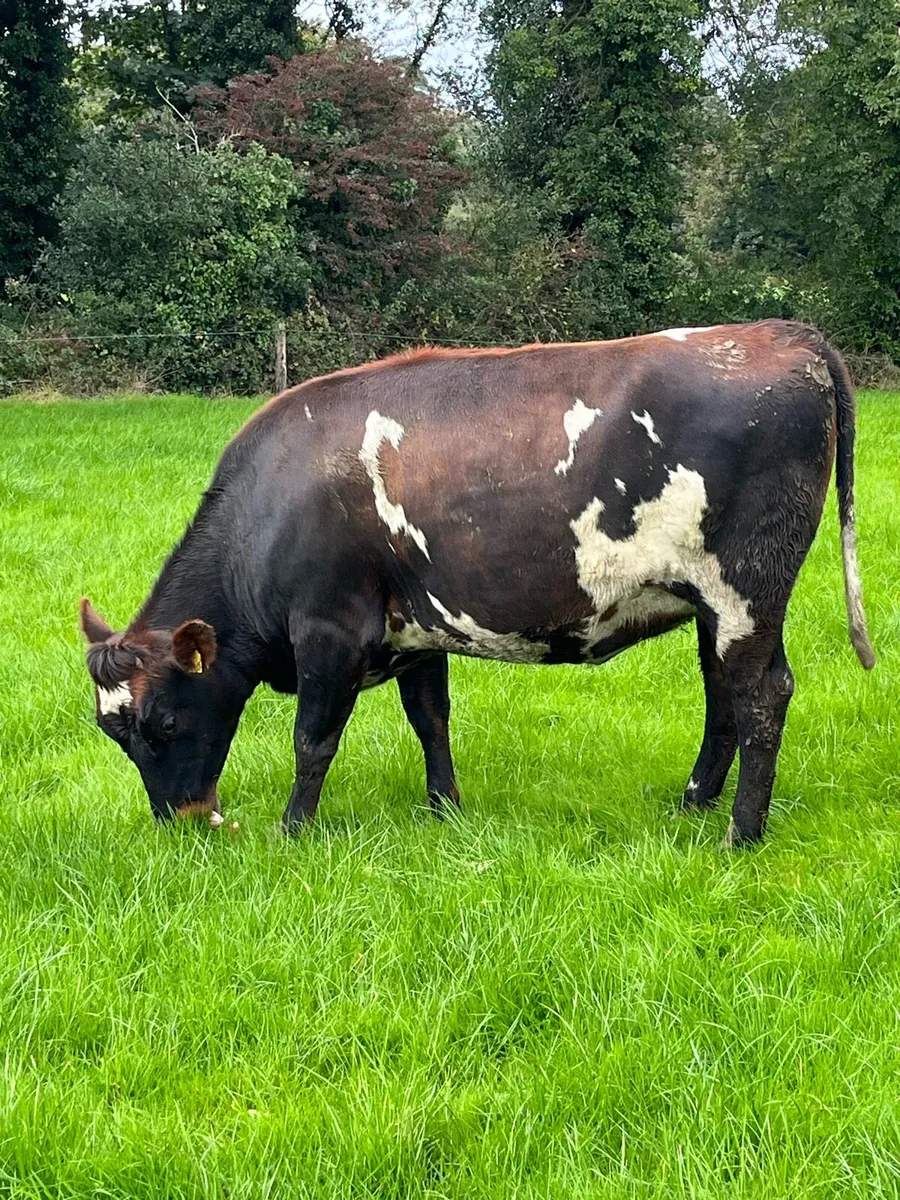 In-calf heifers - Image 4