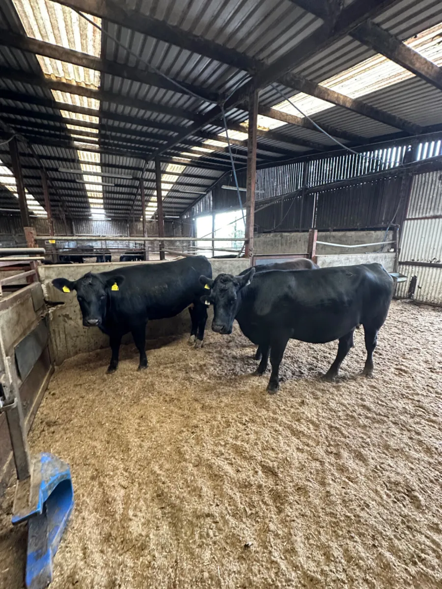 Springing Angus heifers - Image 3