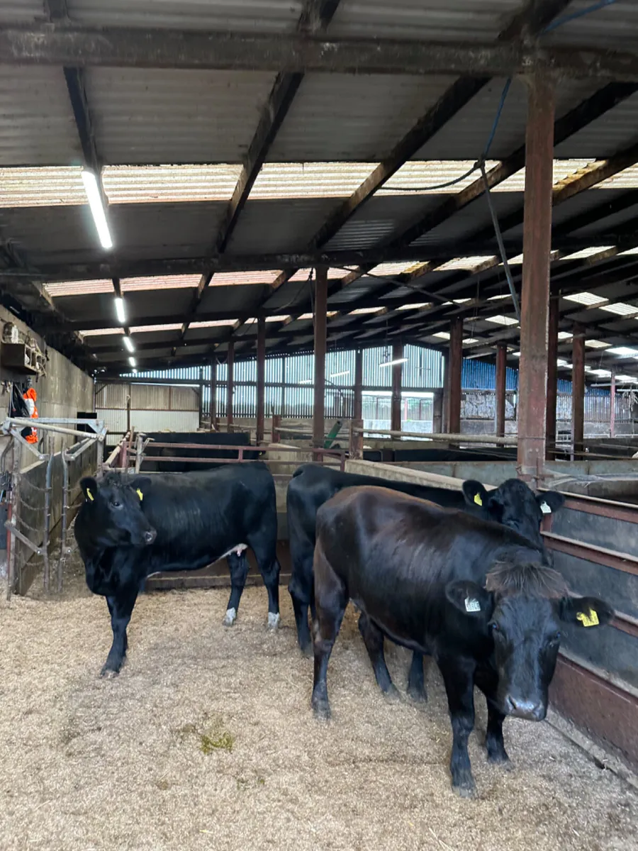 Springing Angus heifers - Image 1