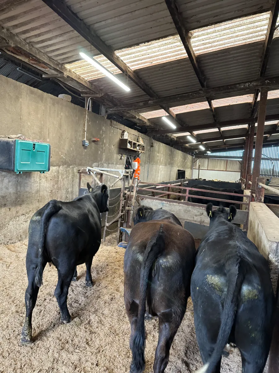 Springing Angus heifers - Image 4