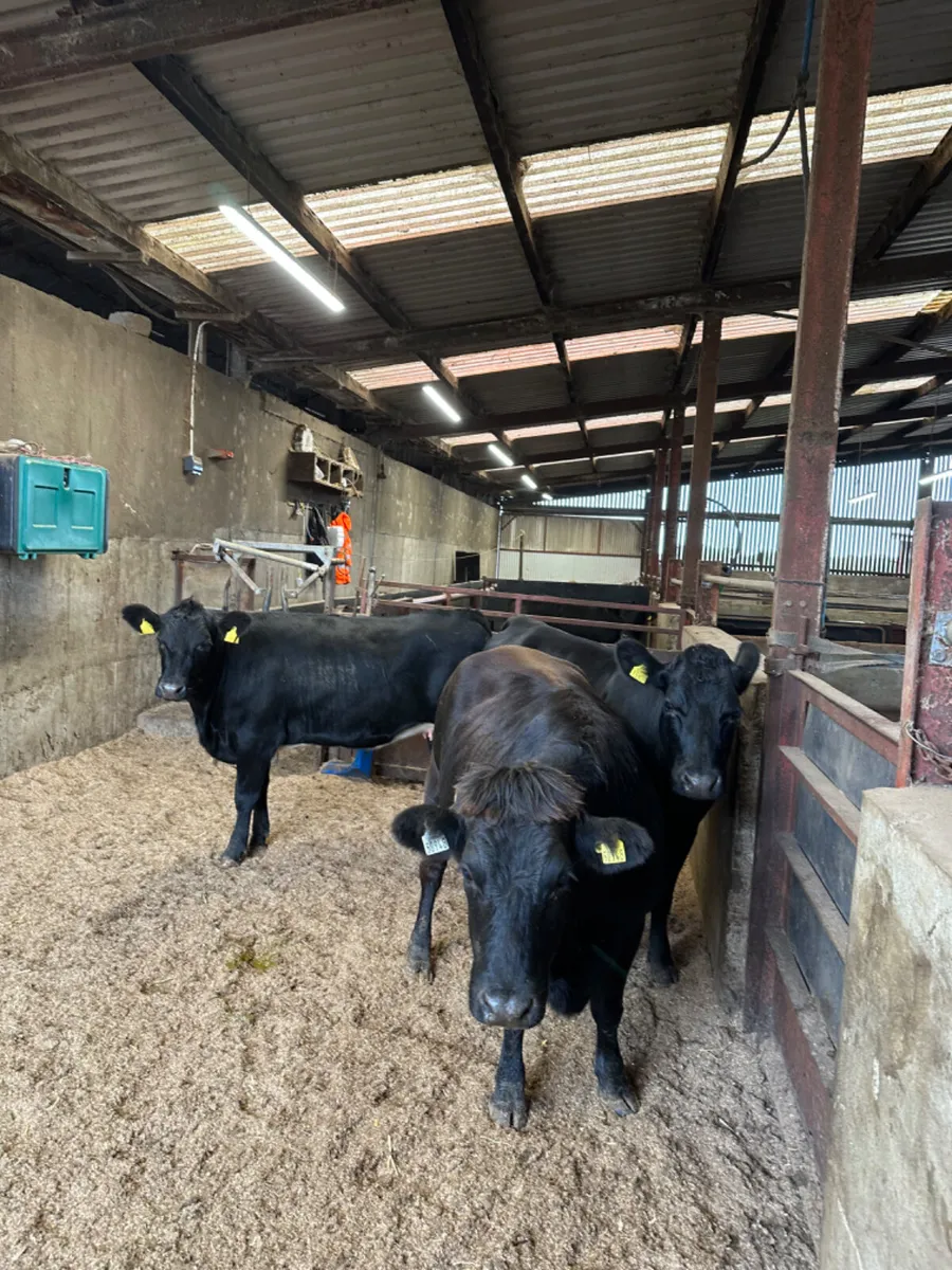Springing Angus heifers - Image 2