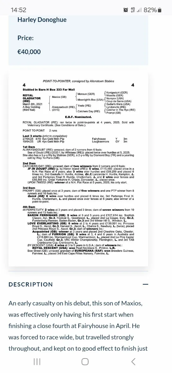 Filly foal by way to Paris - Image 4