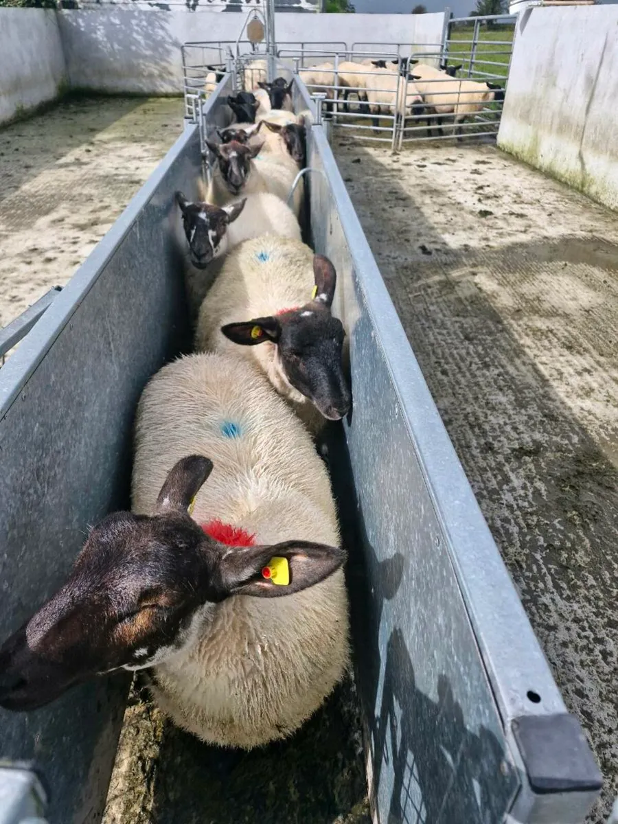 Milford Cross  Ewe Lambs - Image 1