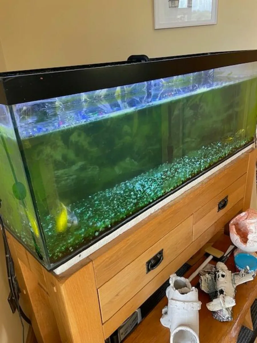 Fish Tank with filter - Image 2