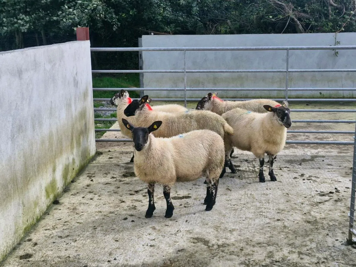 Milford Cross  Ewe Lambs - Image 2