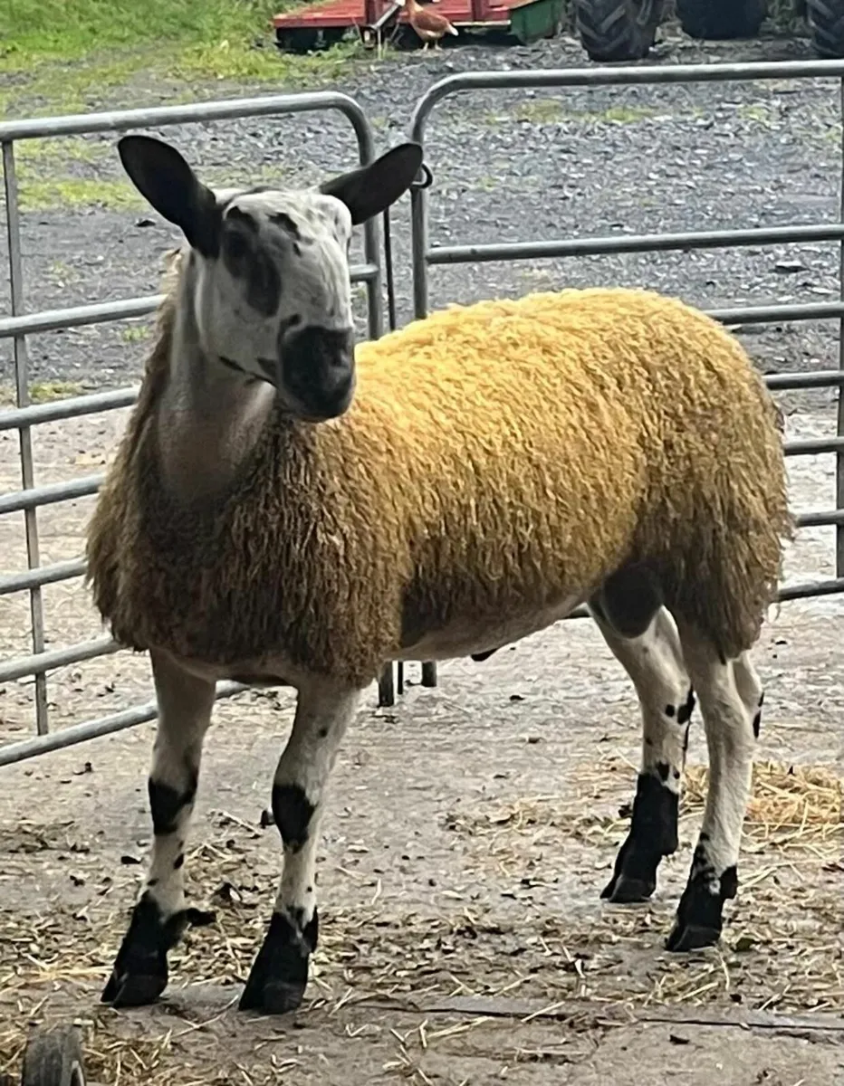 PBR Blueface Leicester Ram Lamb - Image 1