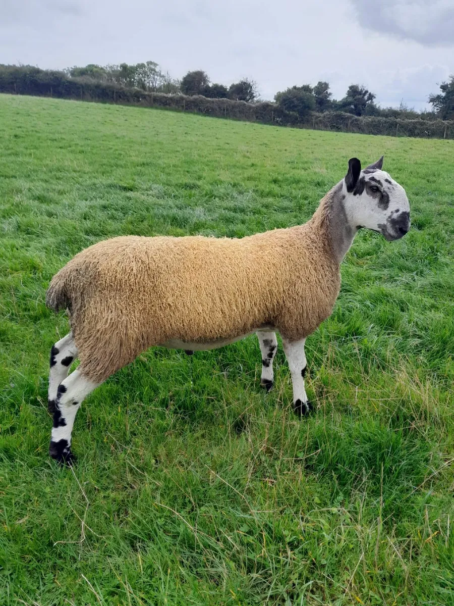 PBR Blueface Leicester Ram Lamb - Image 2