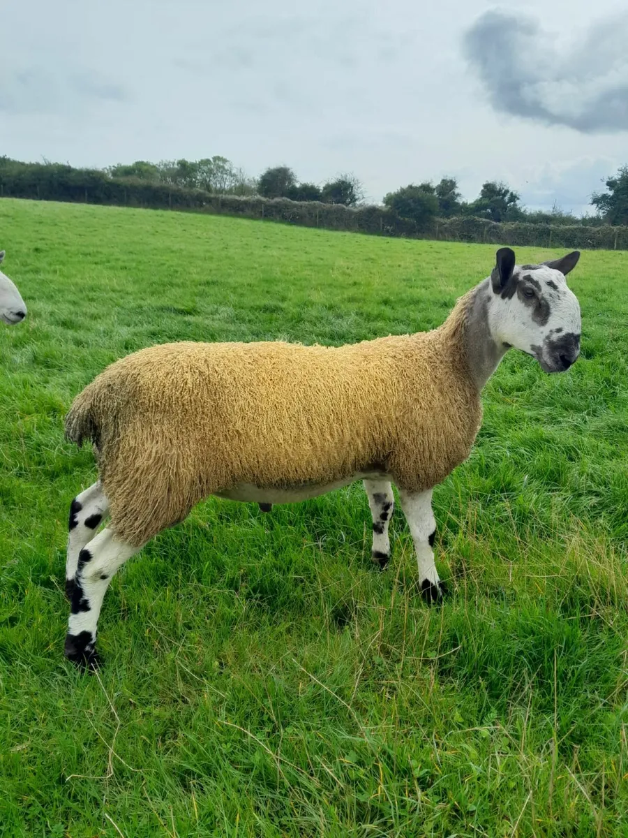 PBR Blueface Leicester Ram Lamb - Image 4