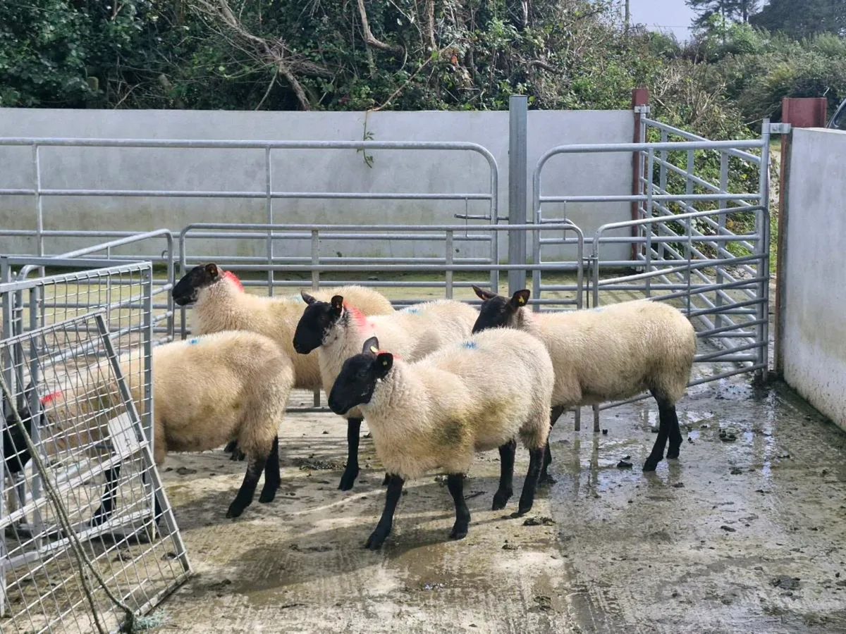 Milford Cross  Ewe Lambs - Image 3