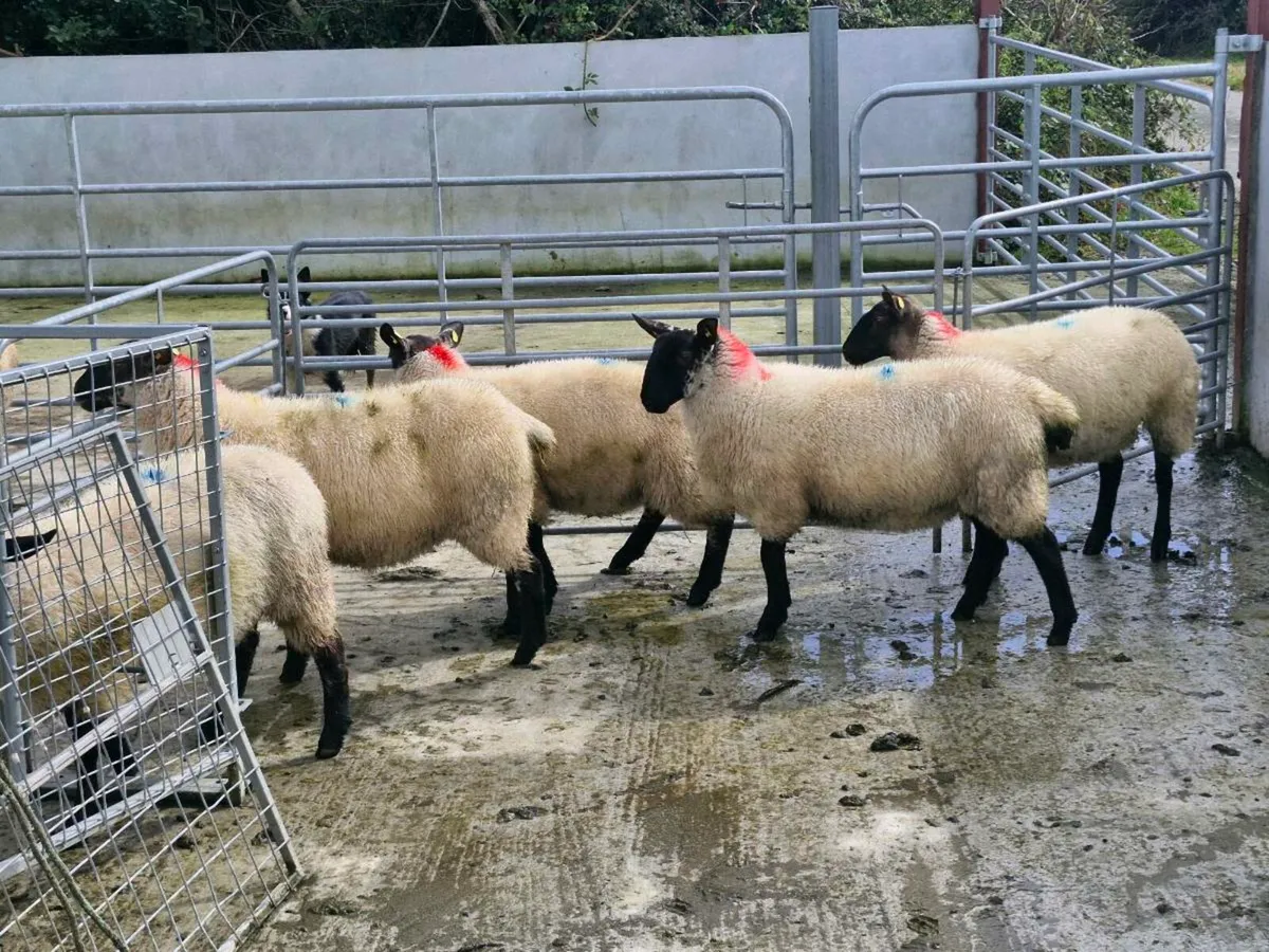 Milford Cross  Ewe Lambs - Image 4
