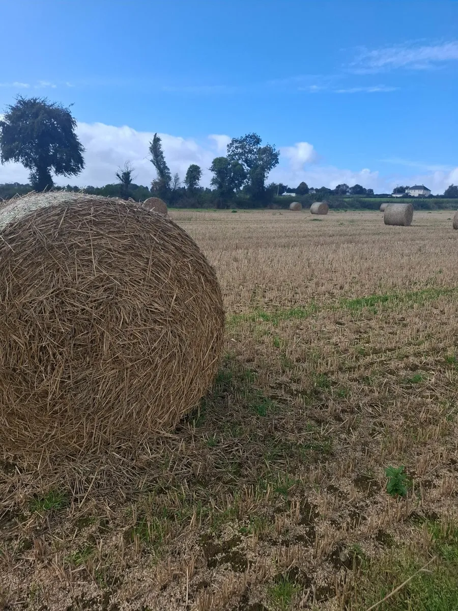 Straw - Image 1