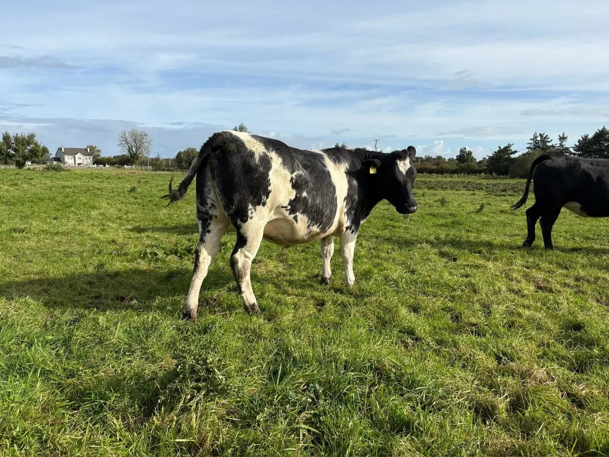 Incalf Heifers - Image 1