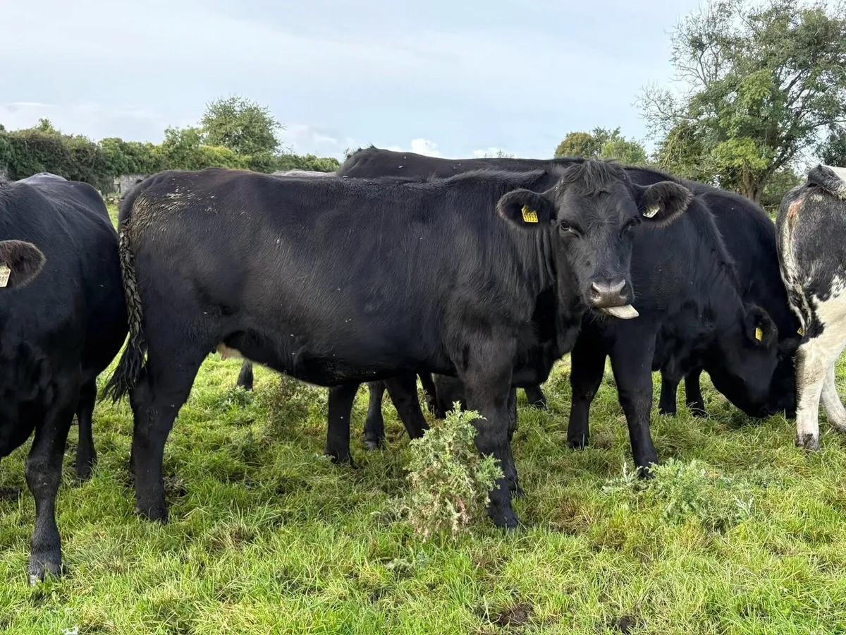 Incalf Heifers - Image 2