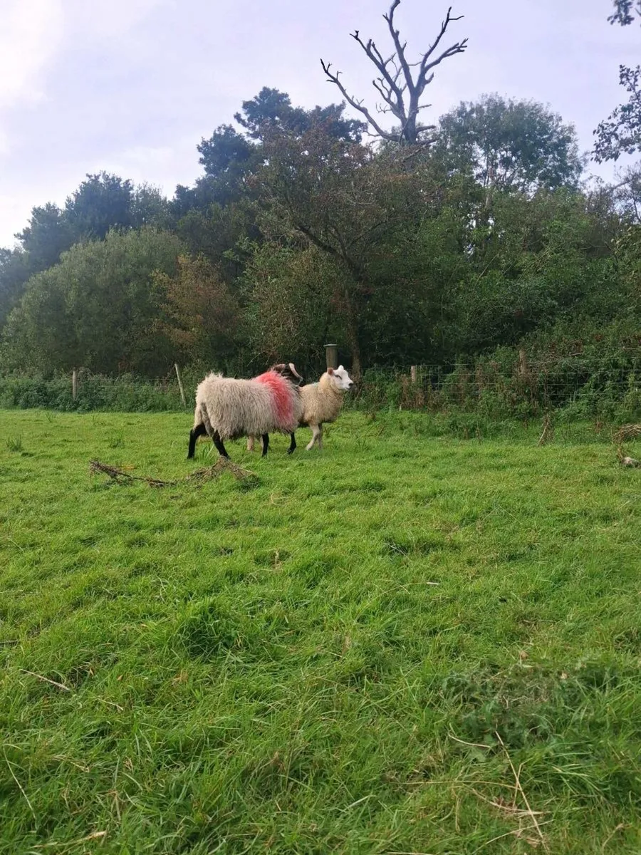 Ram lamb - Image 2