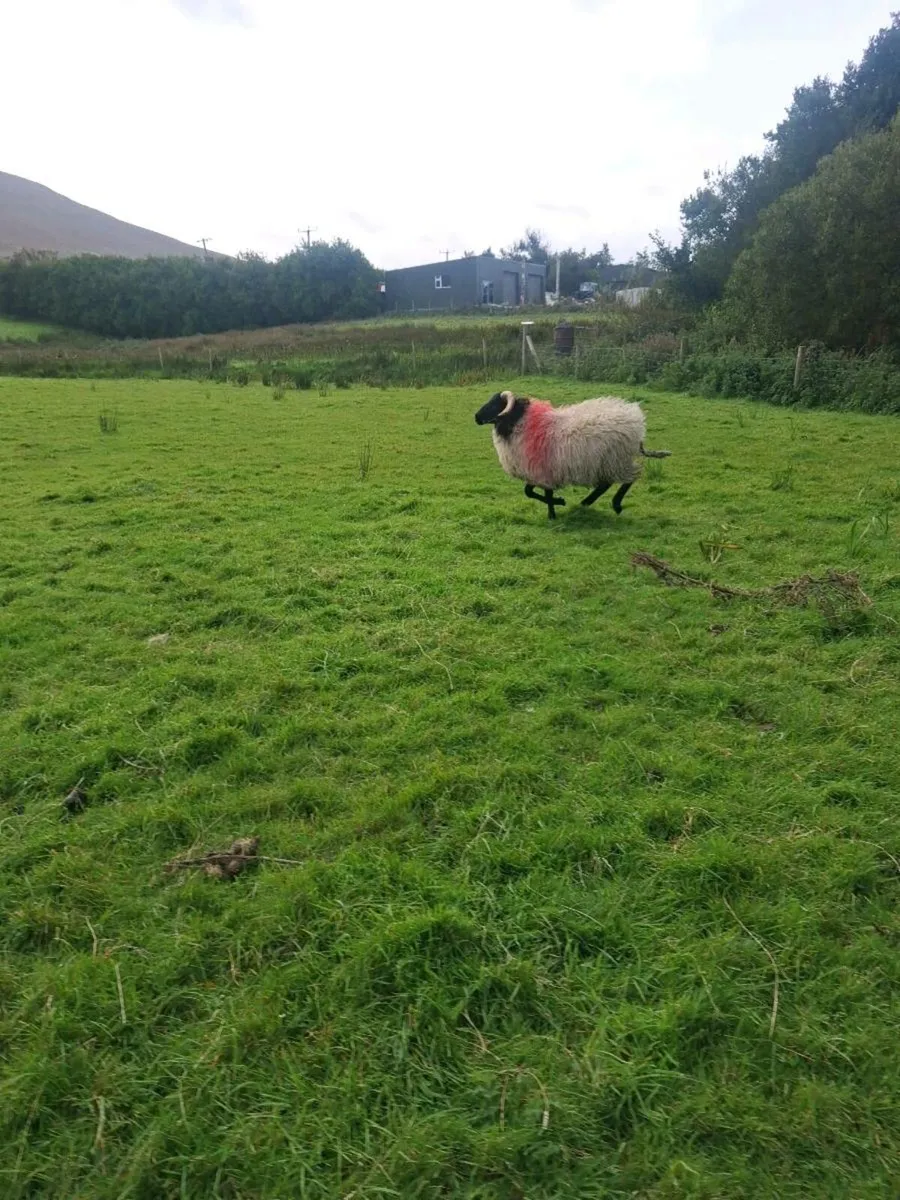 Ram lamb - Image 3