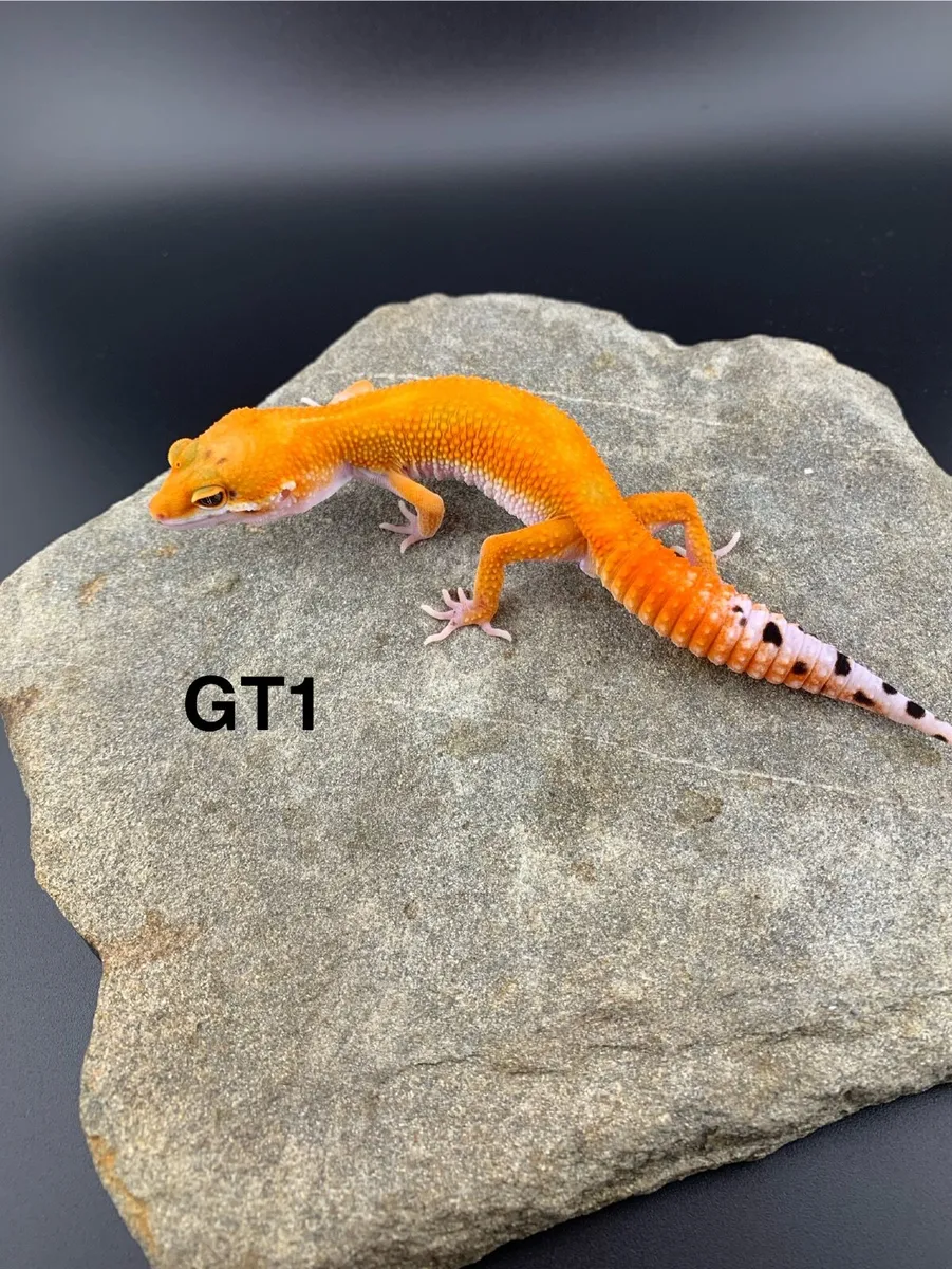 Leopard Geckos - Image 1