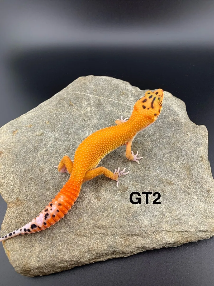 Leopard Geckos - Image 2
