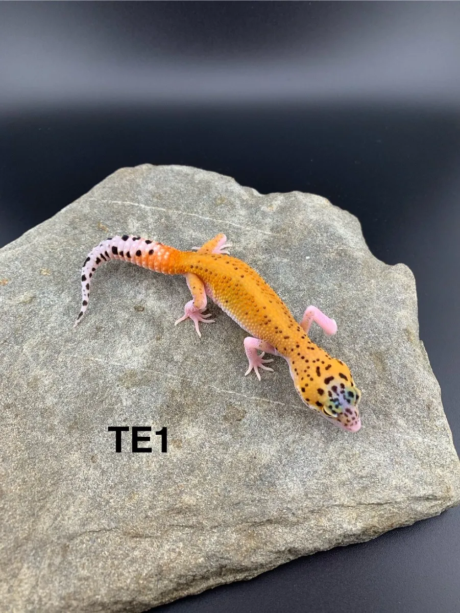 Leopard Geckos - Image 4