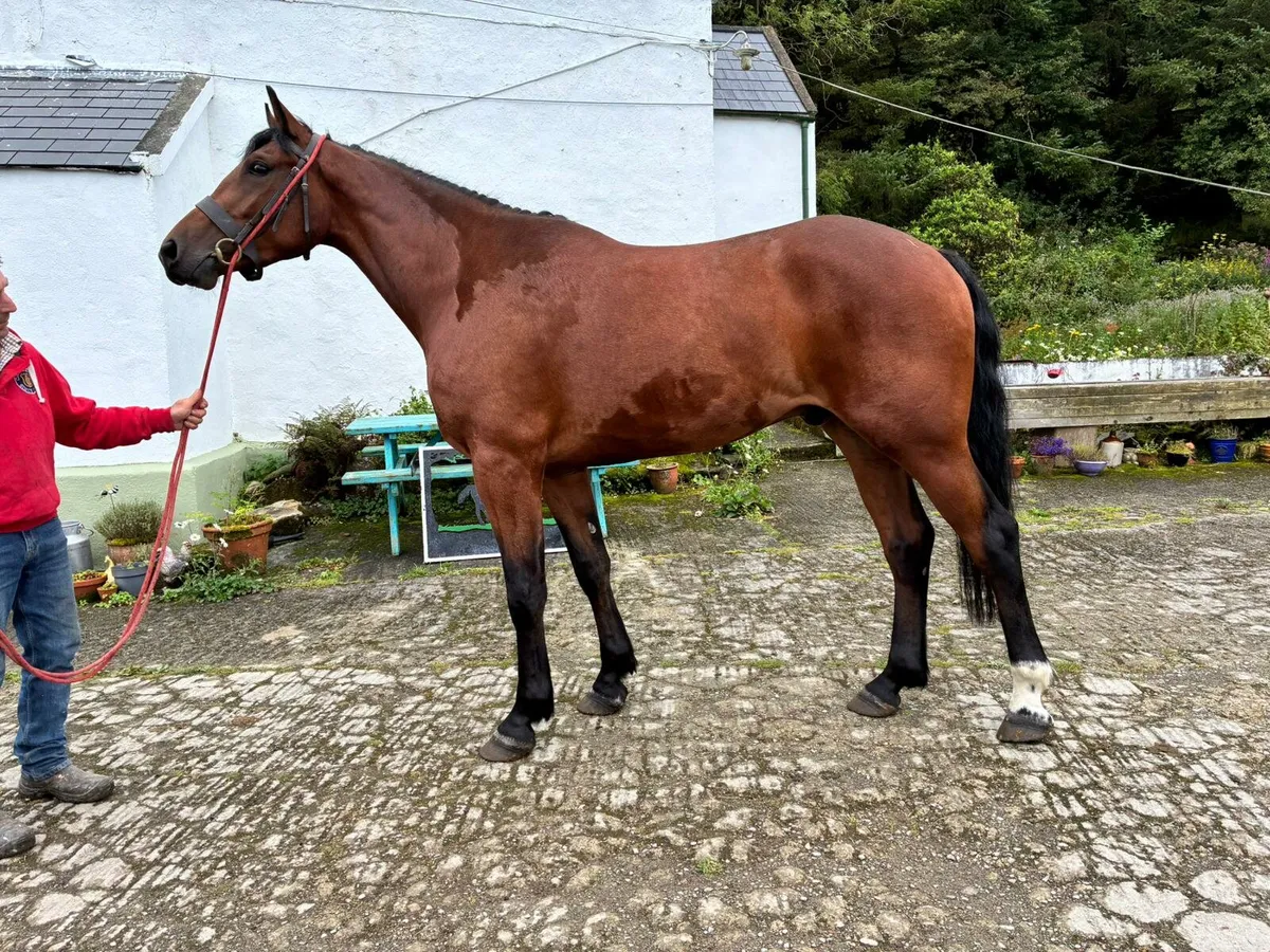 Horses - Image 1