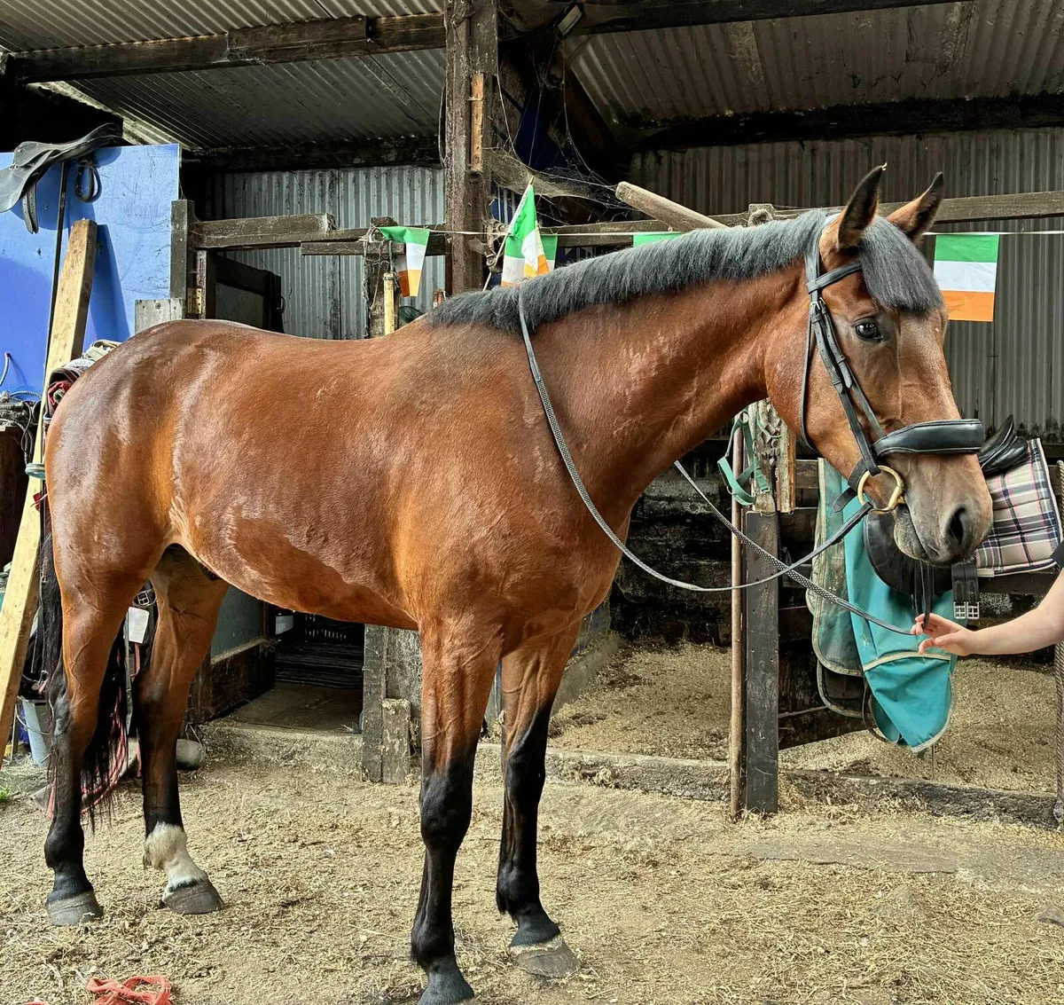 Horses - Image 4