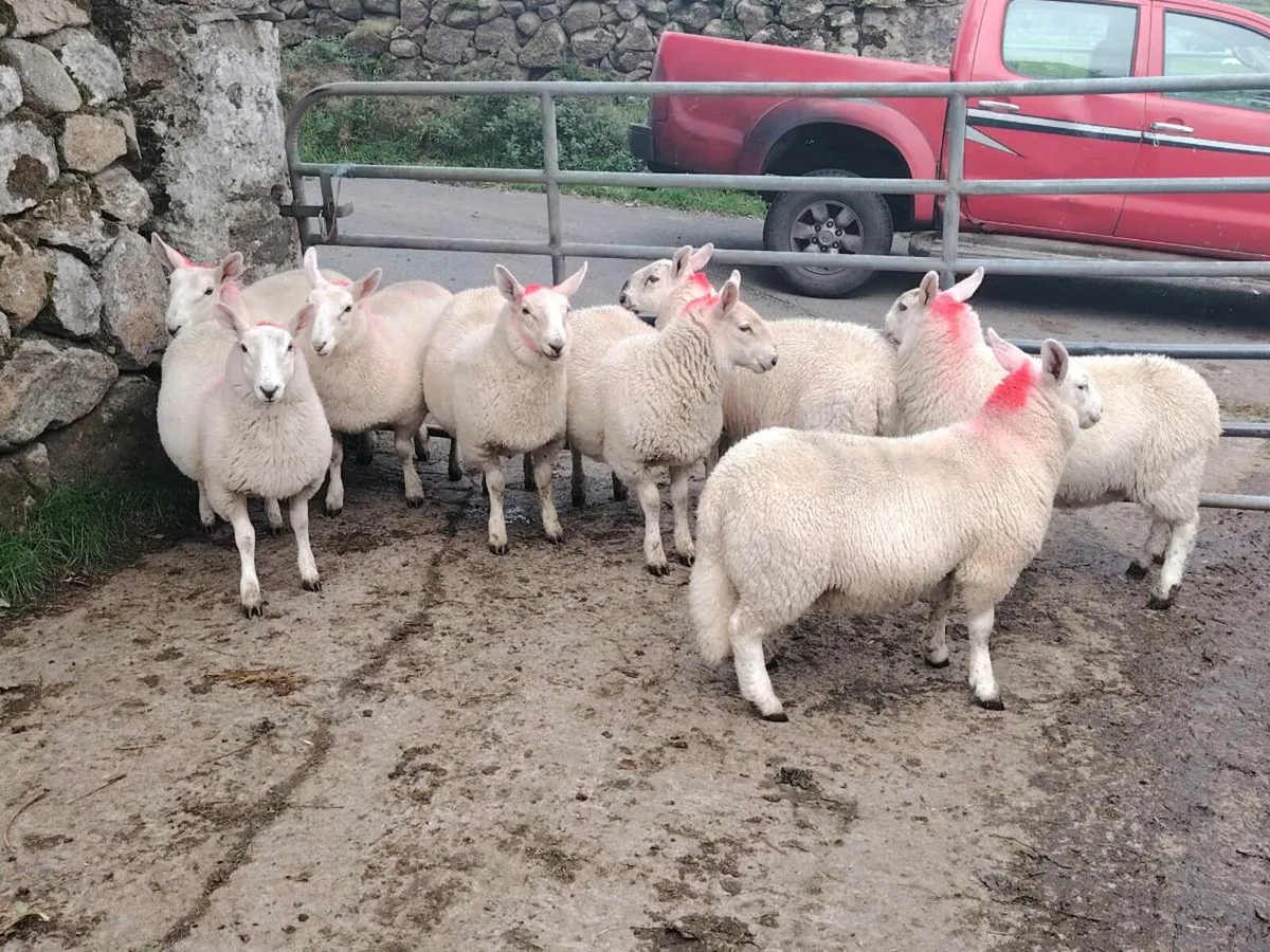 10 x Ewe lambs - Image 1