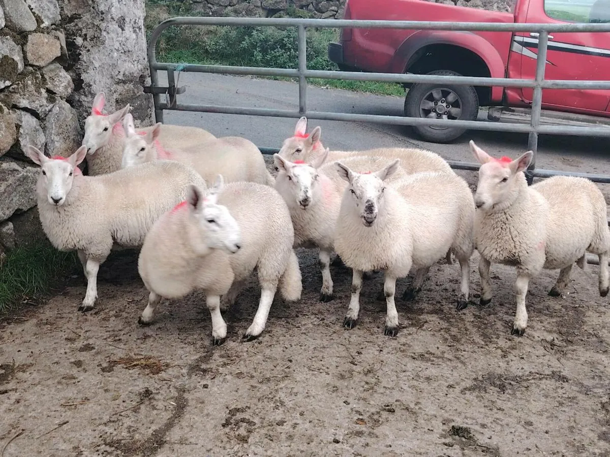 10 x Ewe lambs - Image 2
