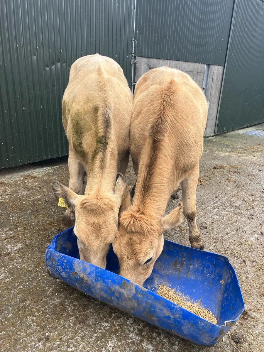🌟 2 FIVE STAR HEIFERS 🌟 - Image 2