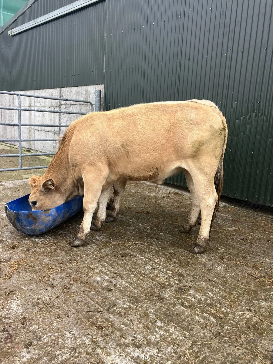 🌟 2 FIVE STAR HEIFERS 🌟 - Image 3