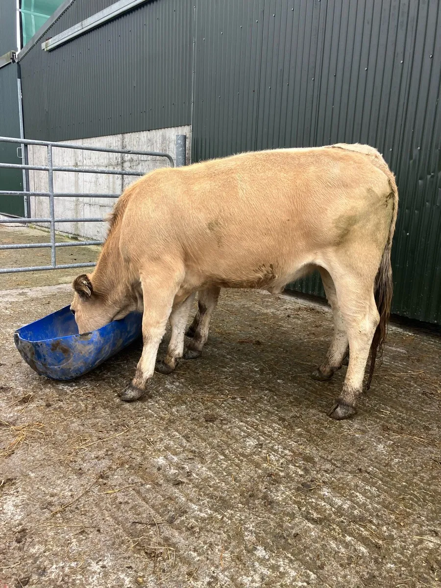 🌟 2 FIVE STAR HEIFERS 🌟 - Image 4