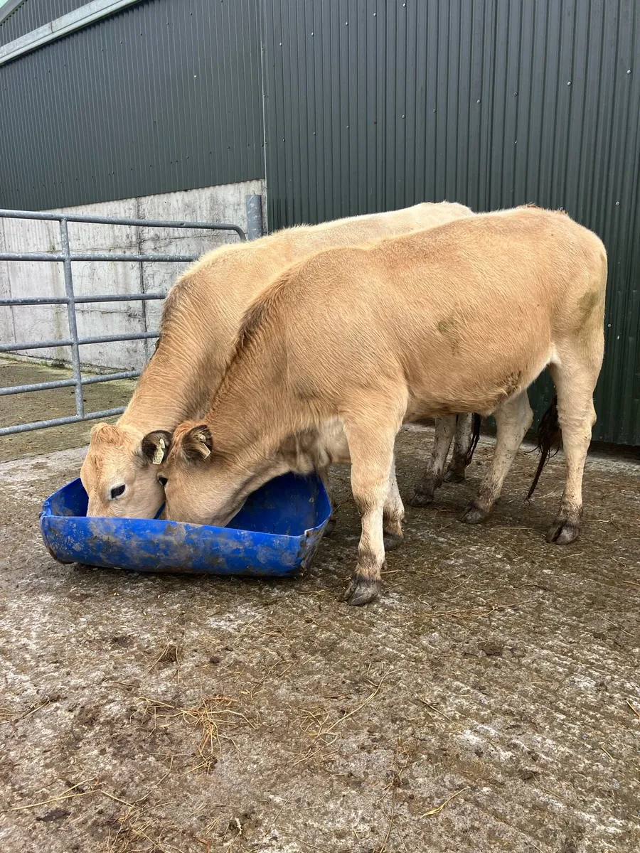 🌟 2 FIVE STAR HEIFERS 🌟 - Image 1