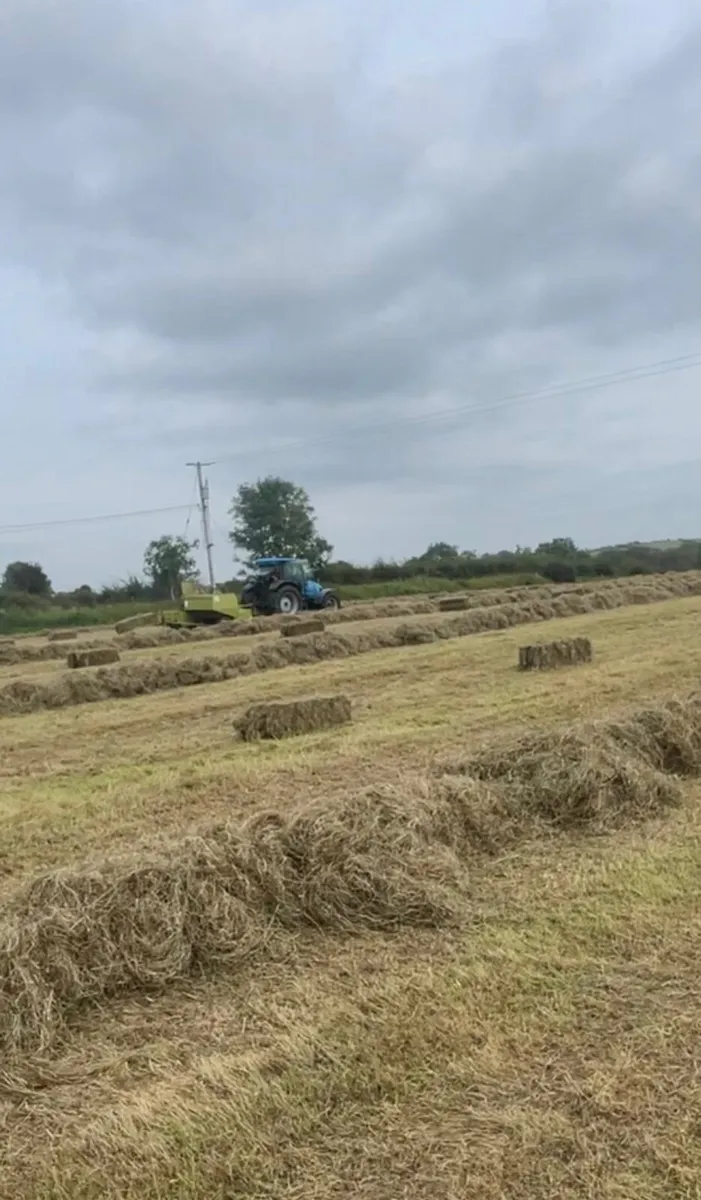 Hay