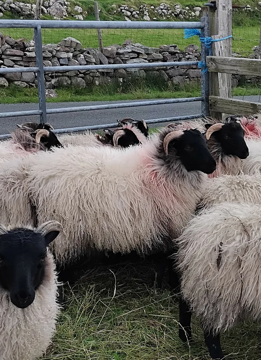 Mayo mountain ewe lambs - Image 1