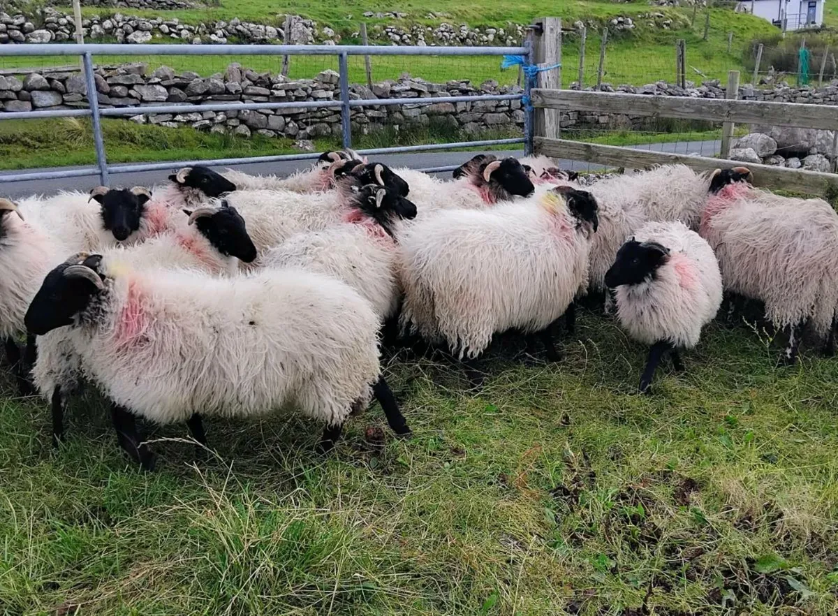 Mayo mountain ewe lambs - Image 2