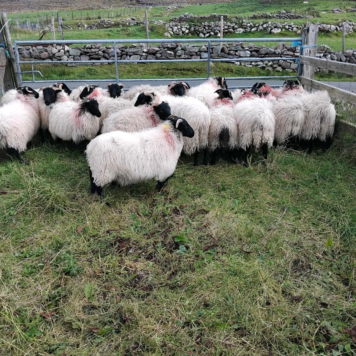 Mayo mountain ewe lambs - Image 3