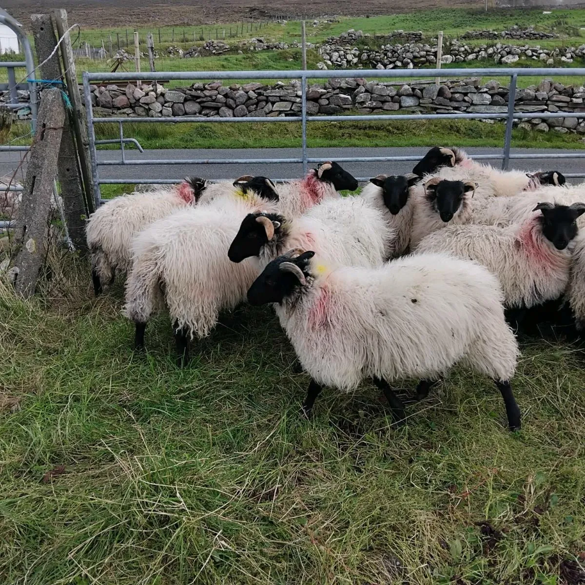 Mayo mountain ewe lambs - Image 4