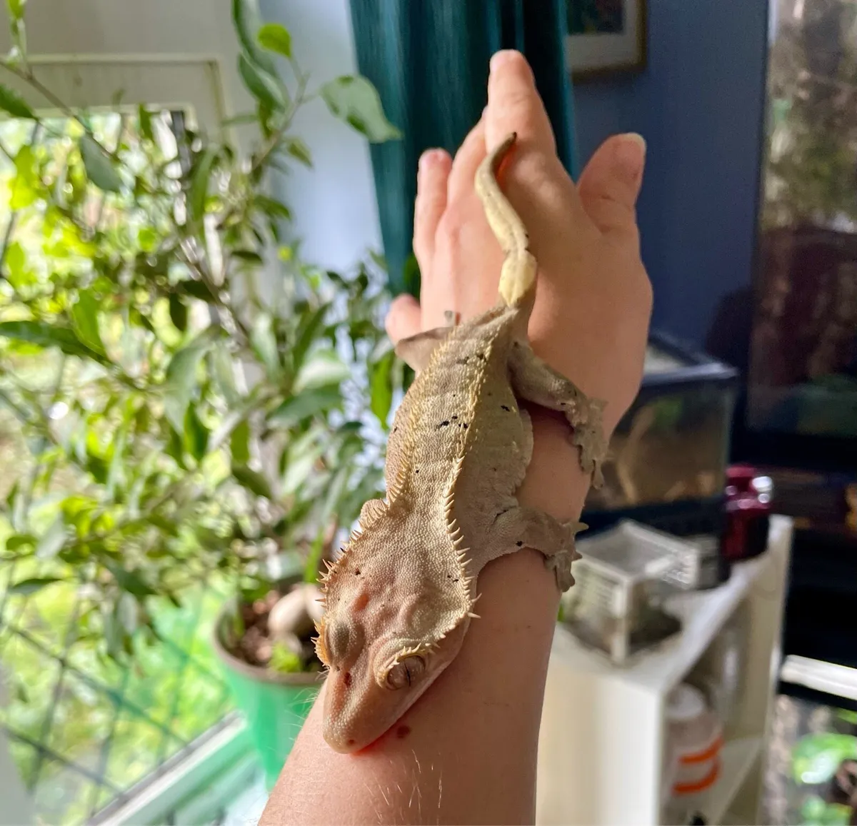 Crested geckos - Image 1