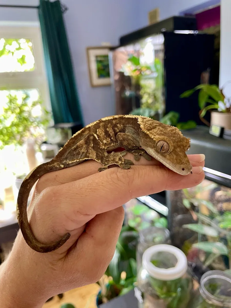 Crested geckos - Image 2