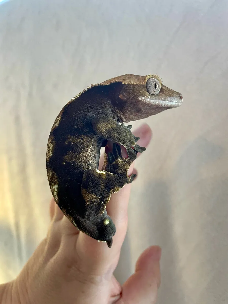 Crested geckos - Image 3