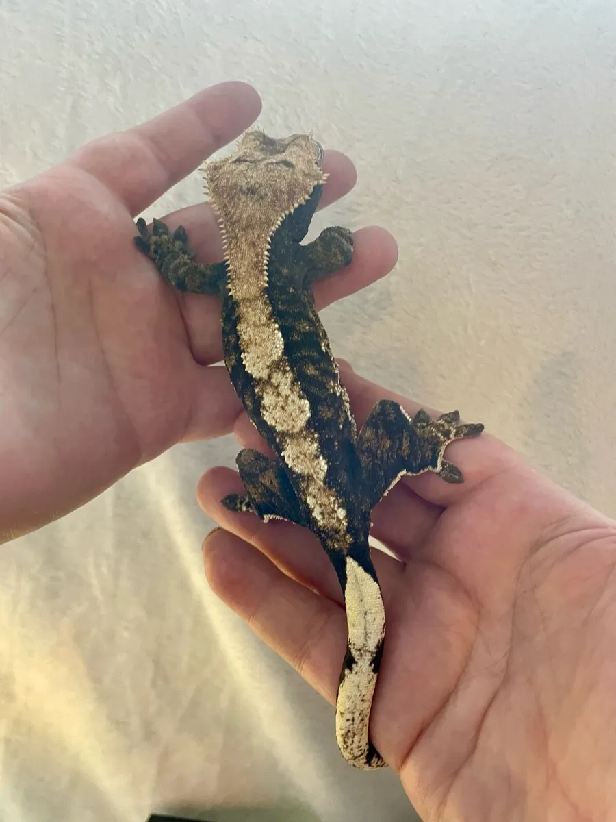 Crested geckos - Image 4