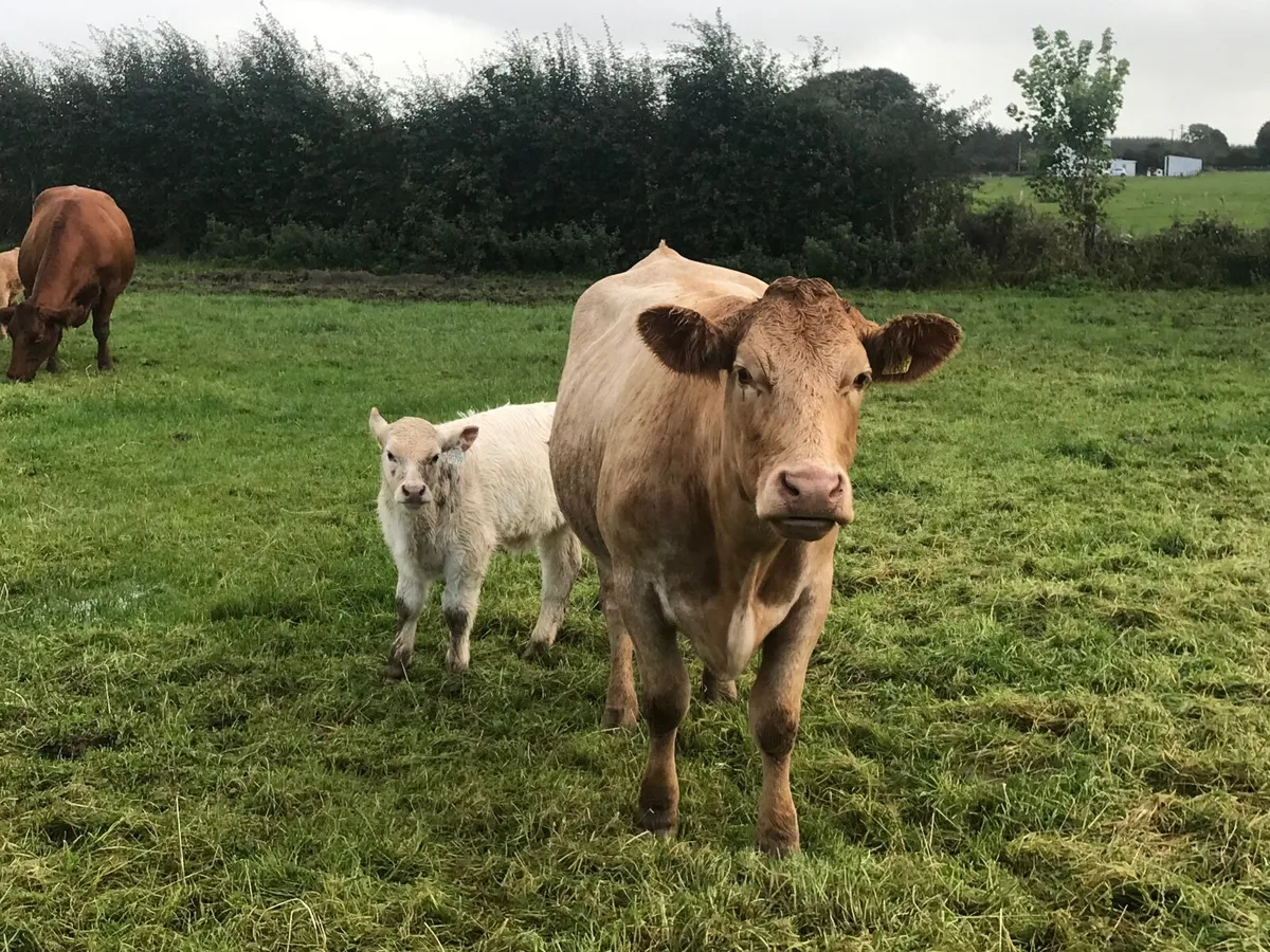 Cattle - Image 1