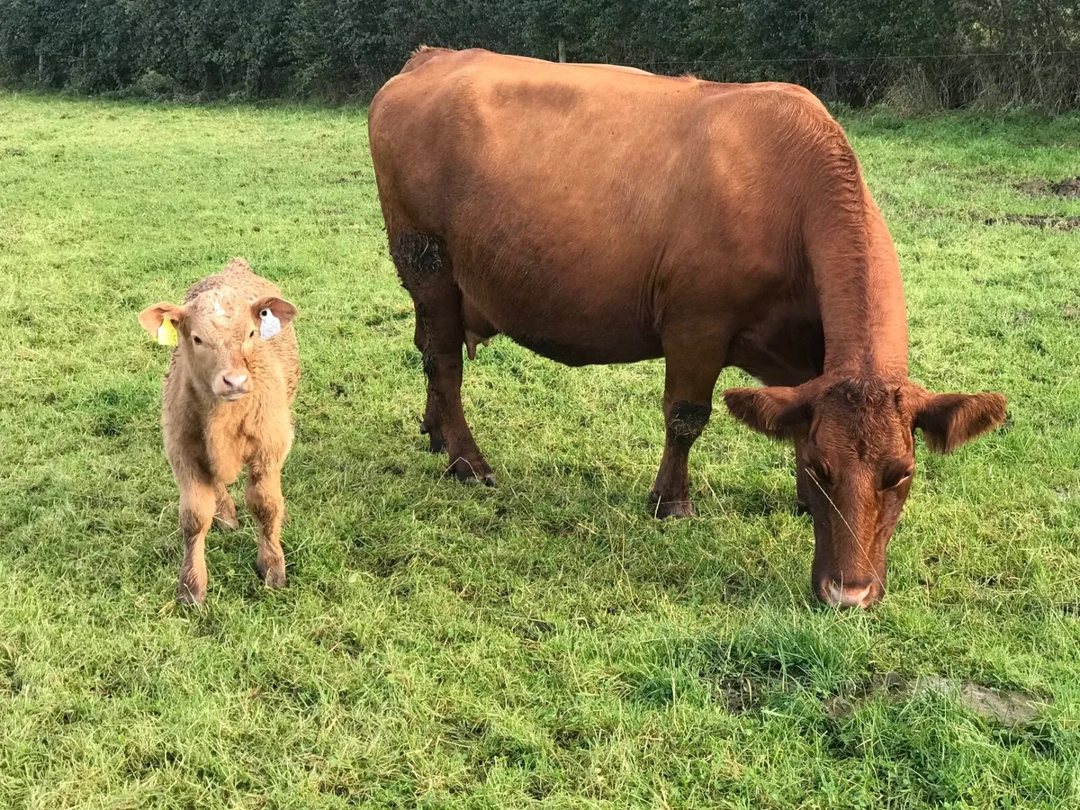 Cattle - Image 3
