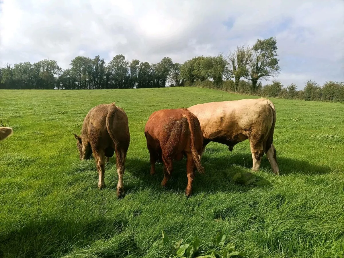 Continental Beef Bulls - Image 1