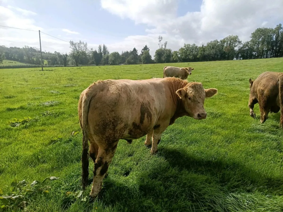 Continental Beef Bulls - Image 2