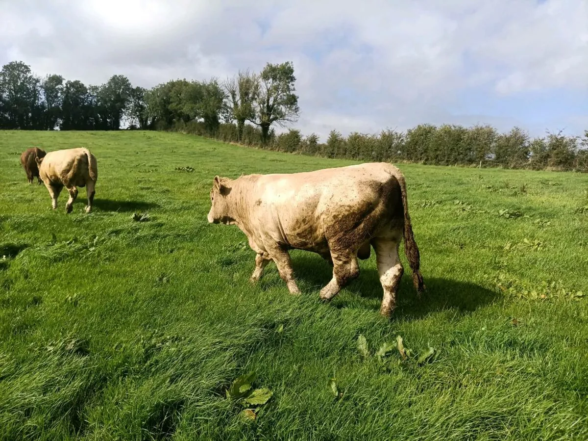Continental Beef Bulls - Image 3