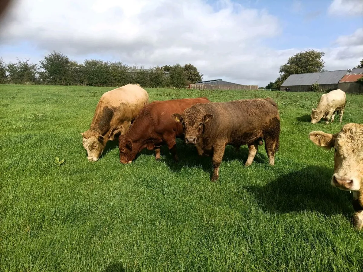 Continental Beef Bulls - Image 4