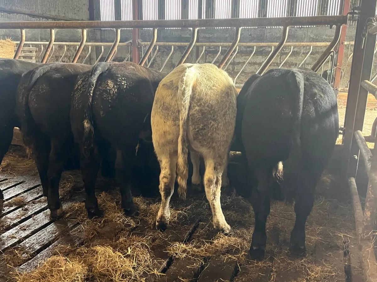 5 Exceptional Belgian blue bulls - Image 2