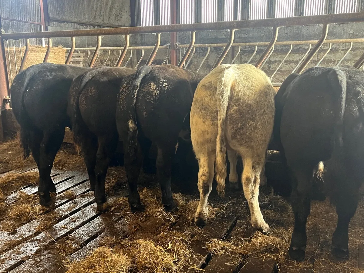 5 Exceptional Belgian blue bulls - Image 3