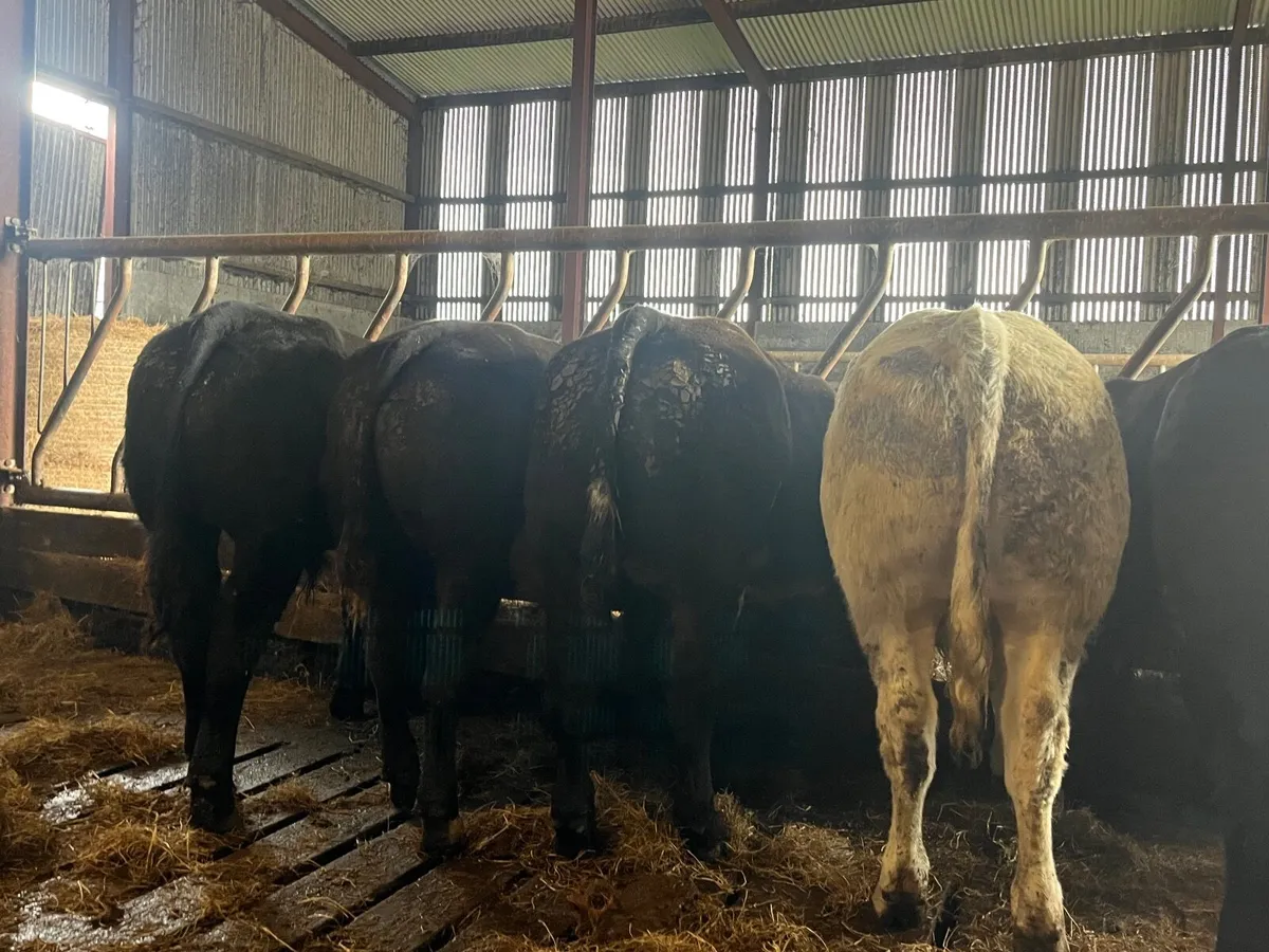 5 Exceptional Belgian blue bulls - Image 4