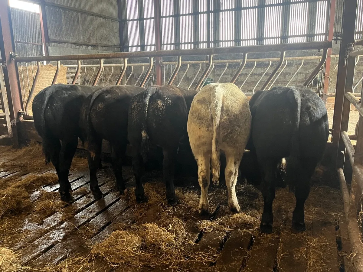 5 Exceptional Belgian blue bulls - Image 1