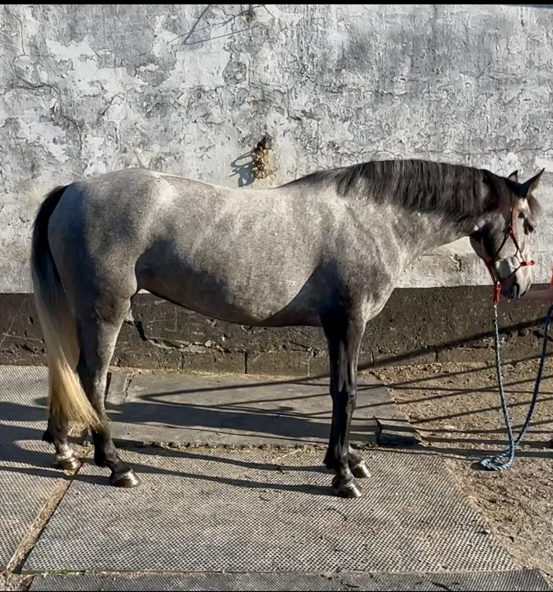 148 cm Connemara mare - Image 1